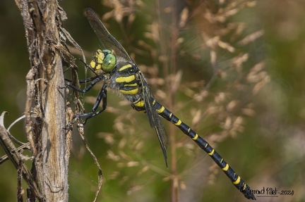 RANDO AUTOUR D'ARSAC-31