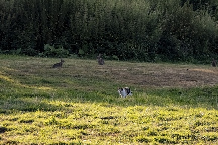 LES LAPINS ET PLUS-11
