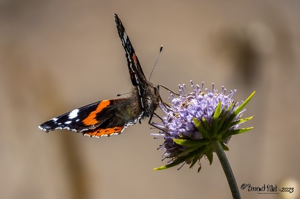 DU LAC PAVIN AU LAC DU MONTCINEYRE (29)