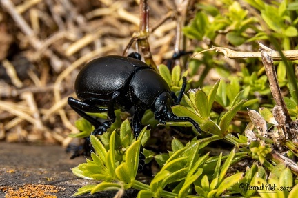 BESSE - St-VICTOR la RIVIÈRE - CHÂTEAU ET ÉGLISE DE MUROL (86)