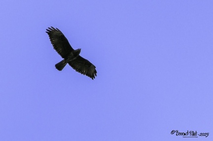 Buse variable-2
