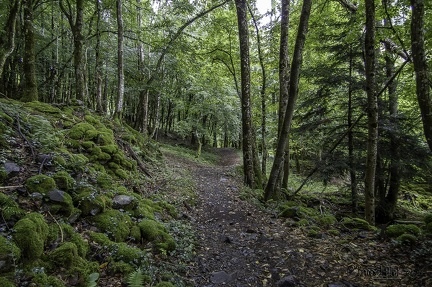 LAC DU SCHIESSROTHRIED - VOSGES-15