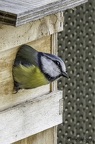 PHOTOS D'OISEAUX