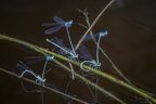 LIBELLULES ET DEMOISELLES